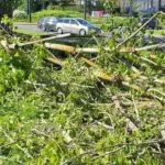Tree-breaking wind, rain, hail: after stormy weather, summer warmth is coming to Lithuania