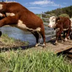 Unexpected task for Merkinė cows and sheep – to help the birds