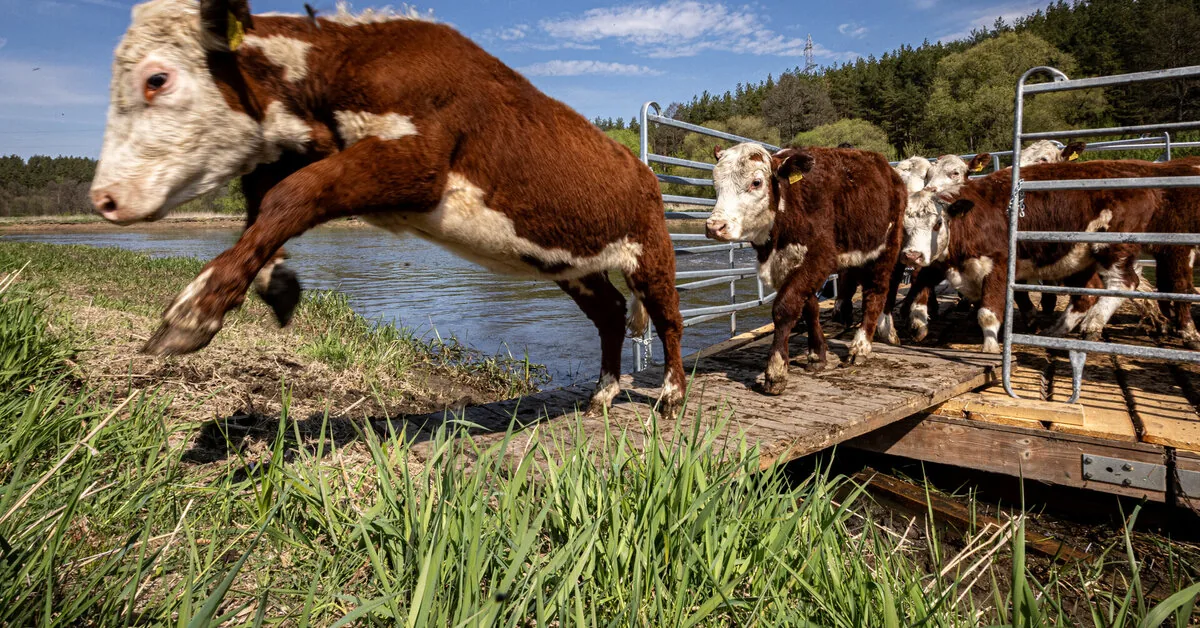 Unexpected task for Merkinė cows and sheep – to help the birds