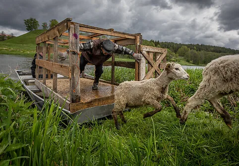 A flock of sheep is moved to the Nemunas island near Merkinė. This restores habitats for birds