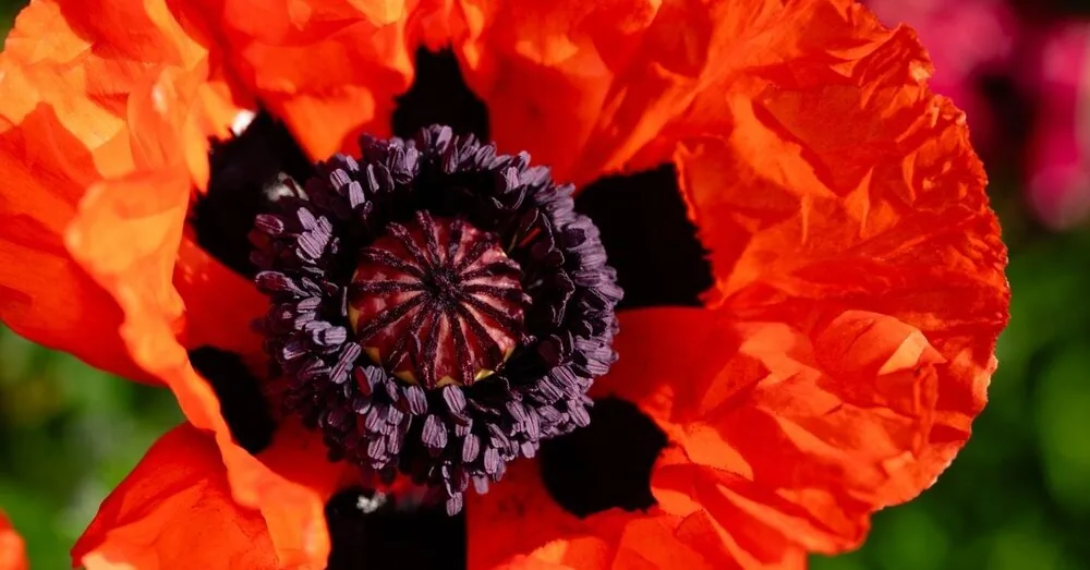 A flower that turns the garden into a wild color bomb in a few days