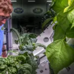 Is it possible to grow food on Mars? Scientists suggest an unexpected solution