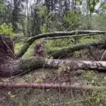 Strong winds are raging in Lithuania: trees are breaking, a stormy night awaits