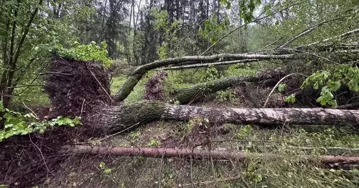 Strong winds are raging in Lithuania: trees are breaking, a stormy night awaits