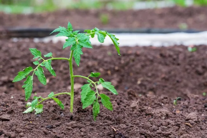 Shutterstock photo/Tomato seedlings