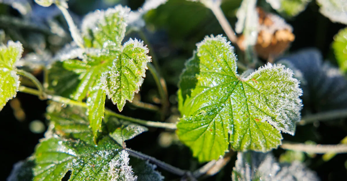 Short rains will not stop yet, frost may occur in some places
