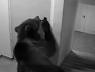 Panic in a hotel in Romania: a bear broke through the door