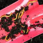 A silent war is raging underground: these worms can devour your entire crop