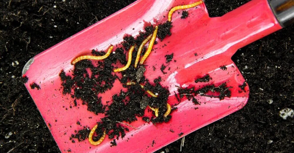 A silent war is raging underground: these worms can devour your entire crop