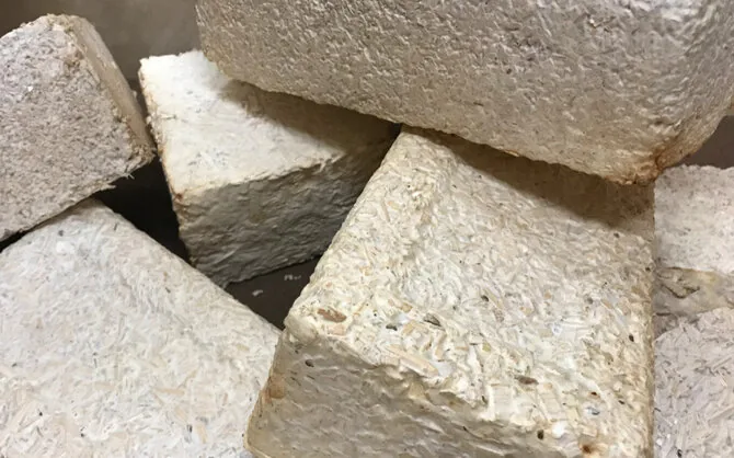NASA/Bricks made from mycelium, yard waste, and wood chips in a mycoarchitecture project. Similar materials could be used to build habitats on the Moon or Mars.