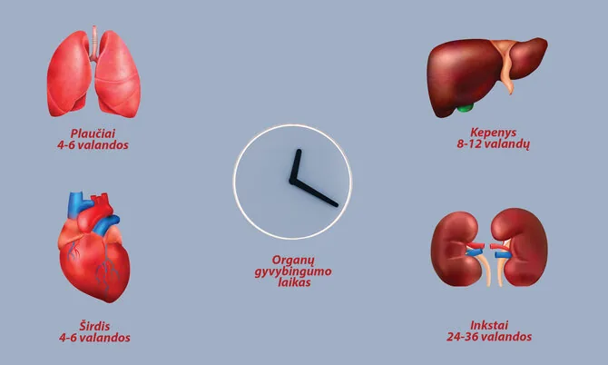 Shutterstock photo/Organ viability time