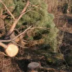 94 trees stolen in Tauragė district, truck engine near Druskininkai