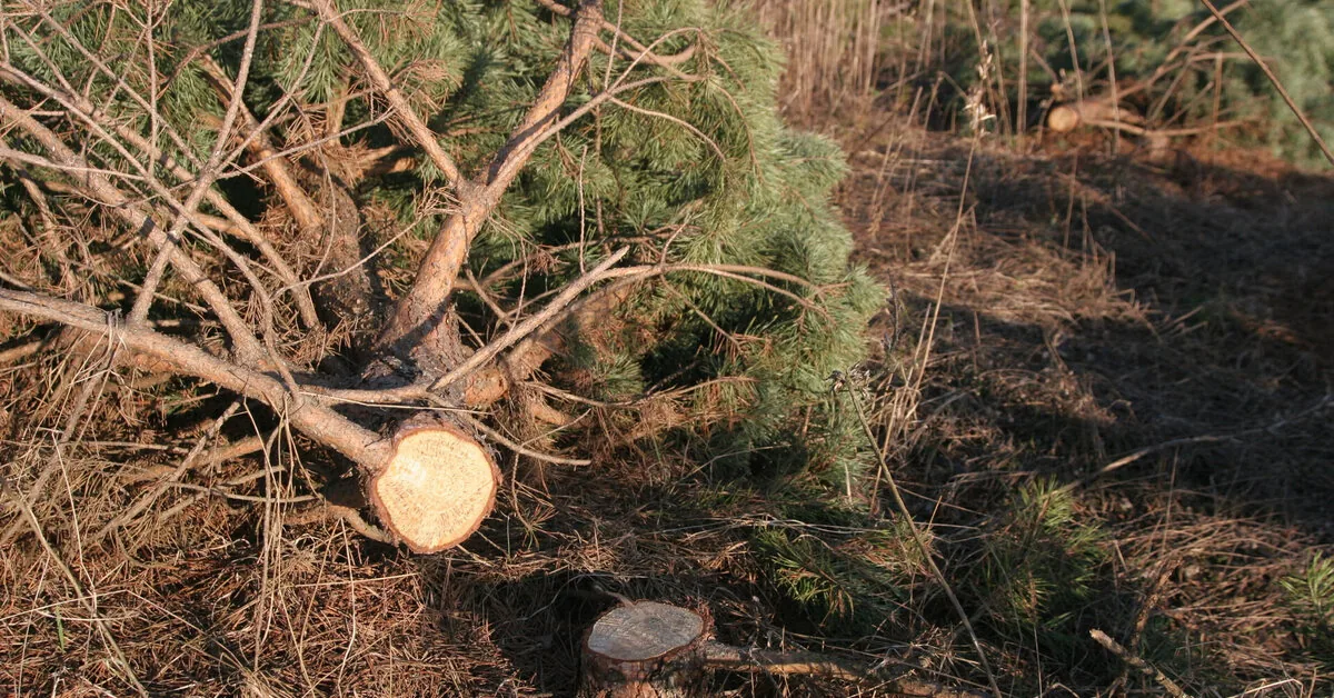 94 trees stolen in Tauragė district, truck engine near Druskininkai