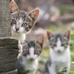 „Cat economy“ in Japan: pets generate billions