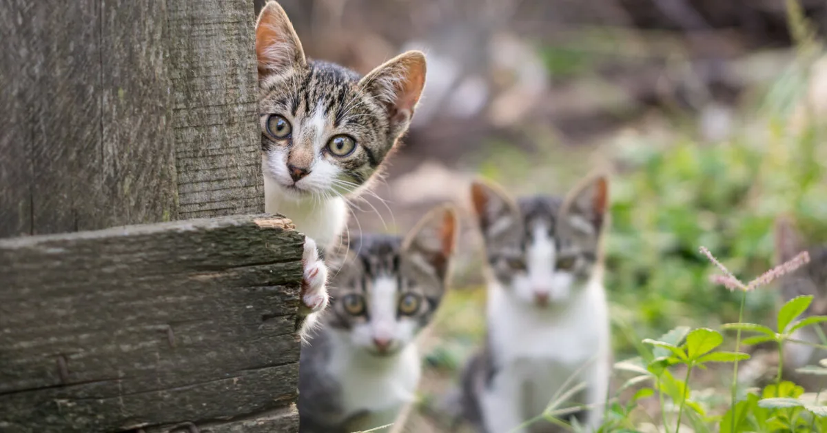 „Cat economy“ in Japan: pets generate billions