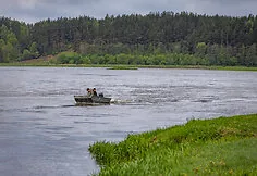 A flock of sheep is moved to the Nemunas island near Merkinė. This restores habitats for birds