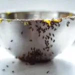 Are ants marching through your house as if it were their own? Tips on how to get rid of them effortlessly