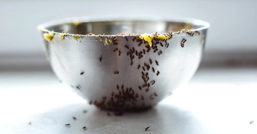 Are ants marching through your house as if it were their own? Tips on how to get rid of them effortlessly