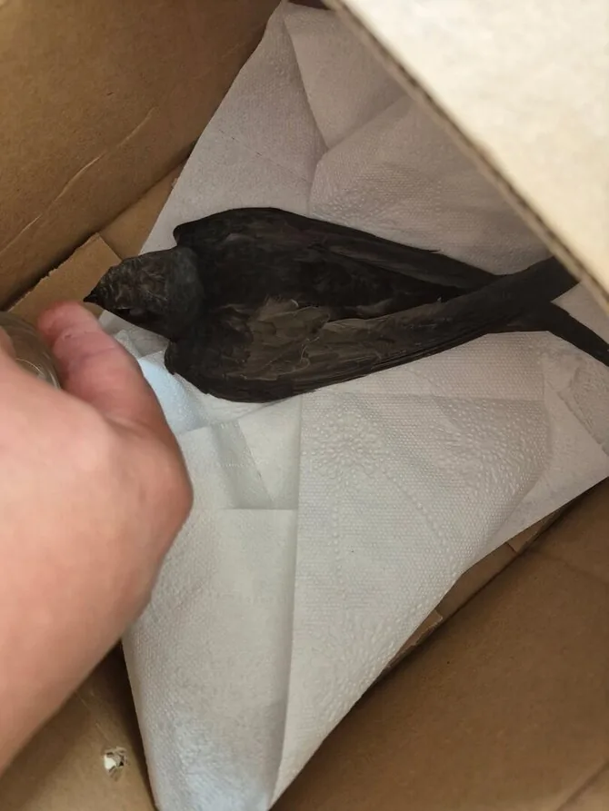 15min reader's photo/Firefighters rescued a trapped bird