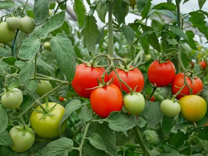 Shutterstock photo/Tomatoes