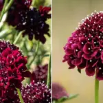 Plant in June – and enjoy in July: this flower amazes with almost black blooms