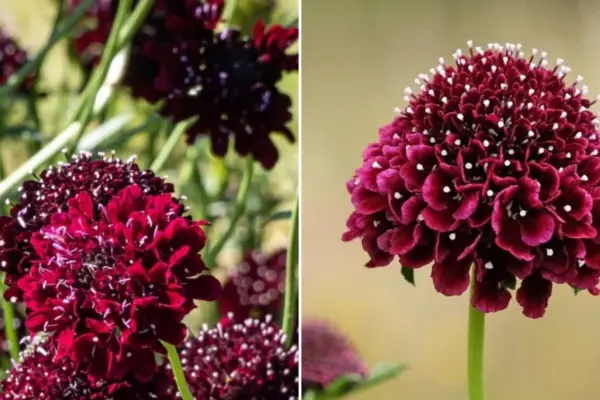 Plant in June – and enjoy in July: this flower amazes with almost black blooms
