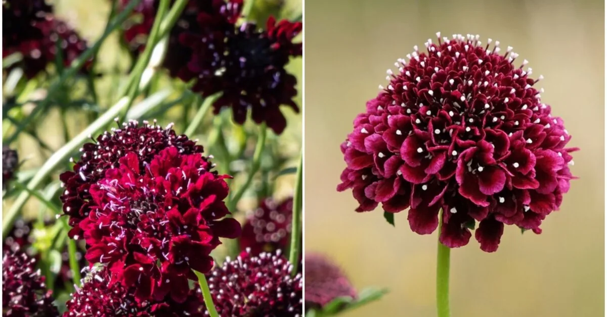 Plant in June – and enjoy in July: this flower amazes with almost black blooms