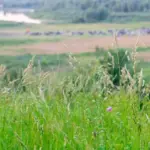 Fallow land may lead to higher taxes: a reminder of what owners need to know