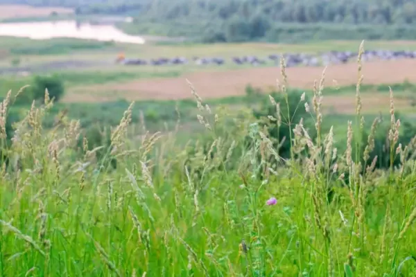 Fallow land may lead to higher taxes: a reminder of what owners need to know