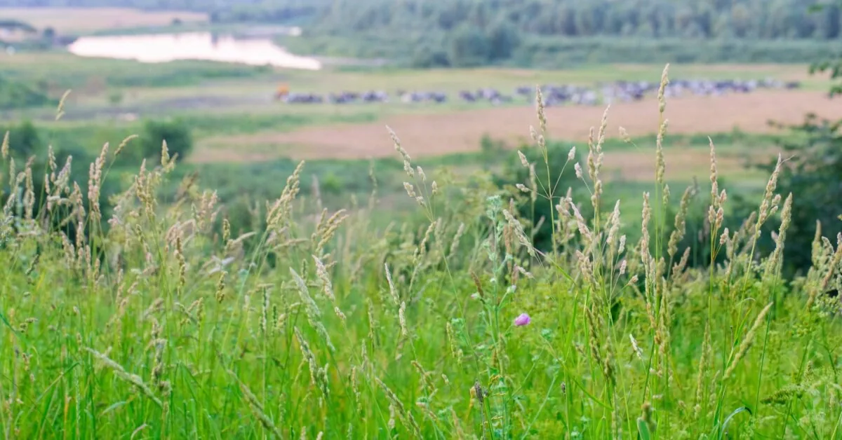 Fallow land may lead to higher taxes: a reminder of what owners need to know
