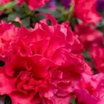 Challenges of Growing Rhododendrons in Lithuania: One Mistake and There Will Be No Blooming
