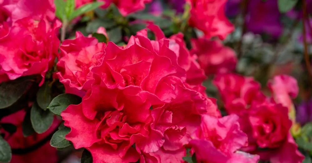 Challenges of Growing Rhododendrons in Lithuania: One Mistake and There Will Be No Blooming