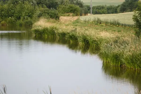 Waded in a shallow city pond: horrific suspicion was not confirmed