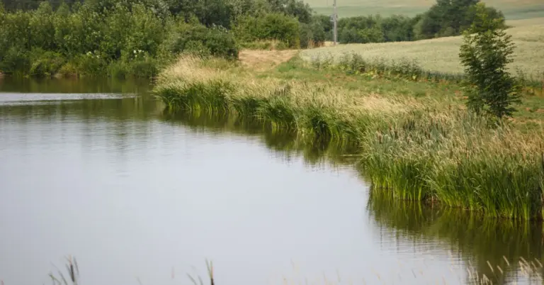 Waded in a shallow city pond: horrific suspicion was not confirmed