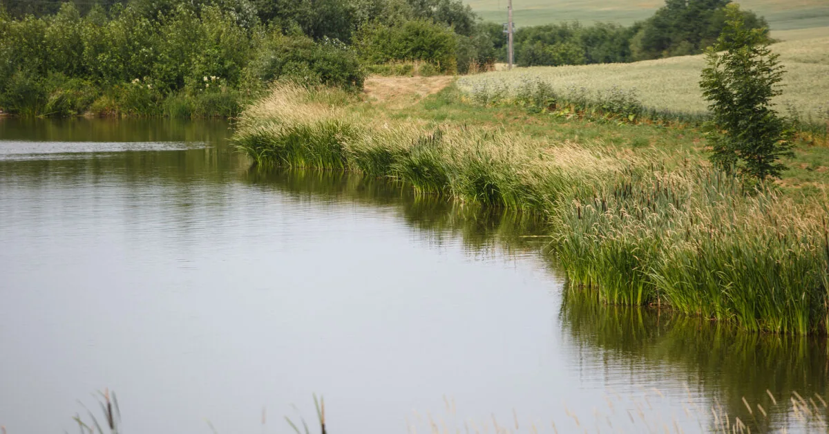 Waded in a shallow city pond: horrific suspicion was not confirmed