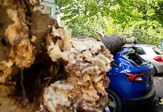 Fallen tree in Justiniškės