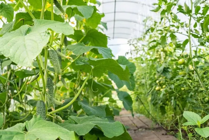Shutterstock nuotr./Agurkai ir pomidorai šiltnamyje