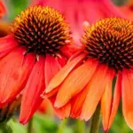Why echinacea became one of the most fashionable garden plants