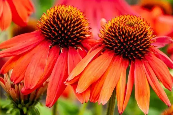Why echinacea became one of the most fashionable garden plants