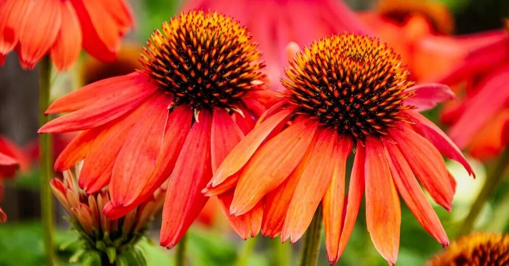 Why echinacea became one of the most fashionable garden plants