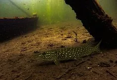 Treasures and trash in Lithuanian water bodies