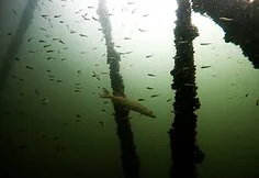 Treasures and trash in Lithuanian water bodies