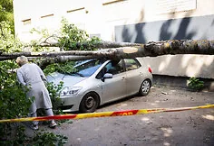 Fallen tree in Justiniškės