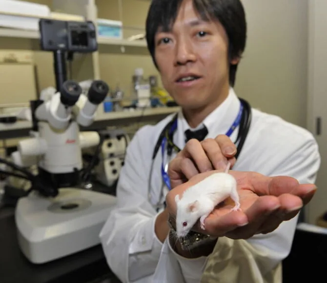 AFP photo/Laboratory mouse