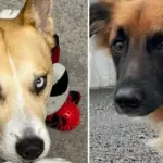 Man accuses 'Penkta koja' of taking his dogs: shelter retorts – owner himself gave them up