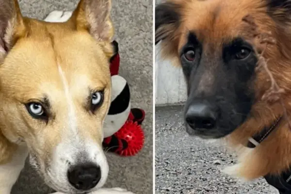 Man accuses 'Penkta koja' of taking his dogs: shelter retorts – owner himself gave them up