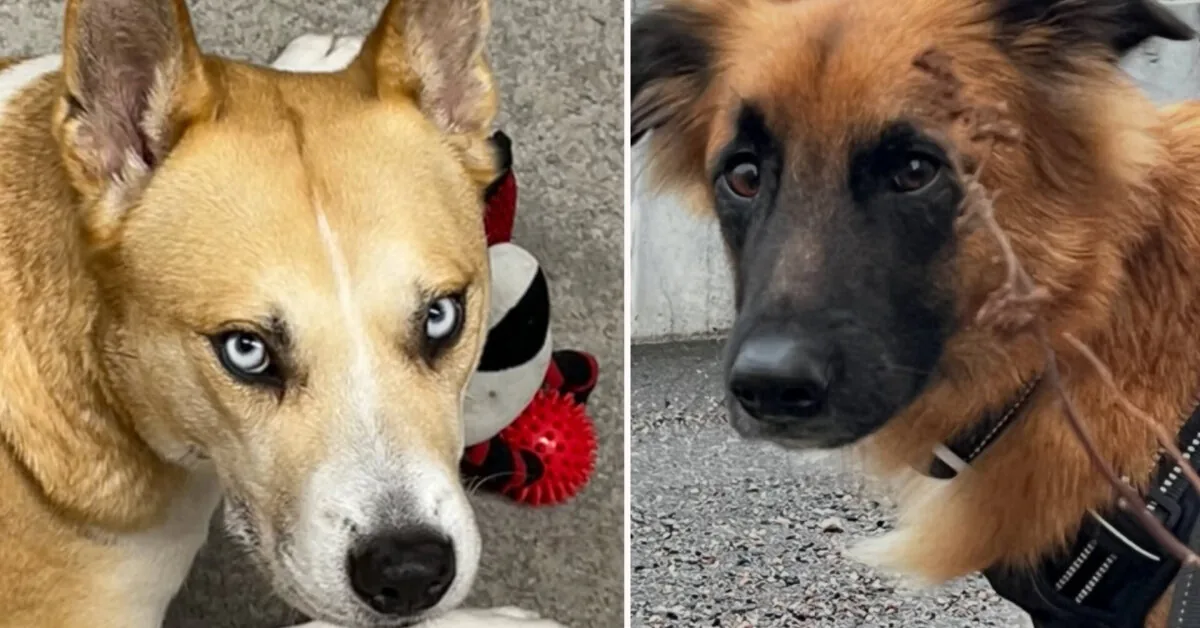 Man accuses 'Penkta koja' of taking his dogs: shelter retorts – owner himself gave them up