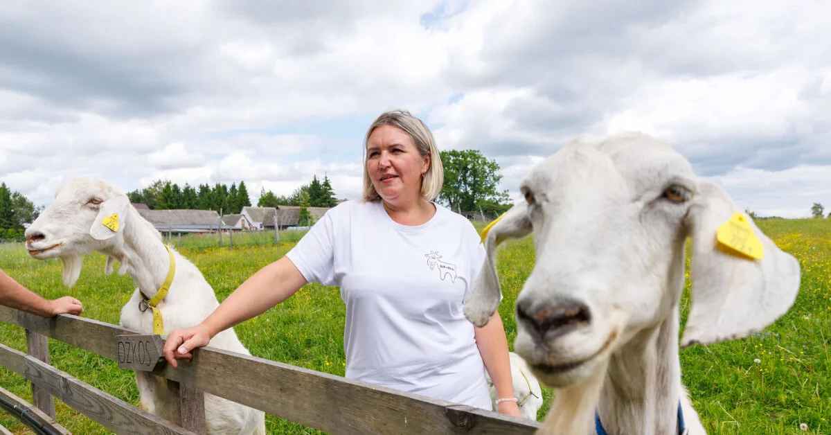 On a farm near Prienai, myths are debunked: they will show how to milk a goat and prove that its milk is odorless
