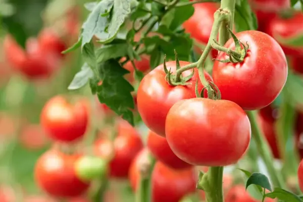 Gardeners went wild: everyone repeats this tip from TikTok for sweeter tomatoes, but it is wrong