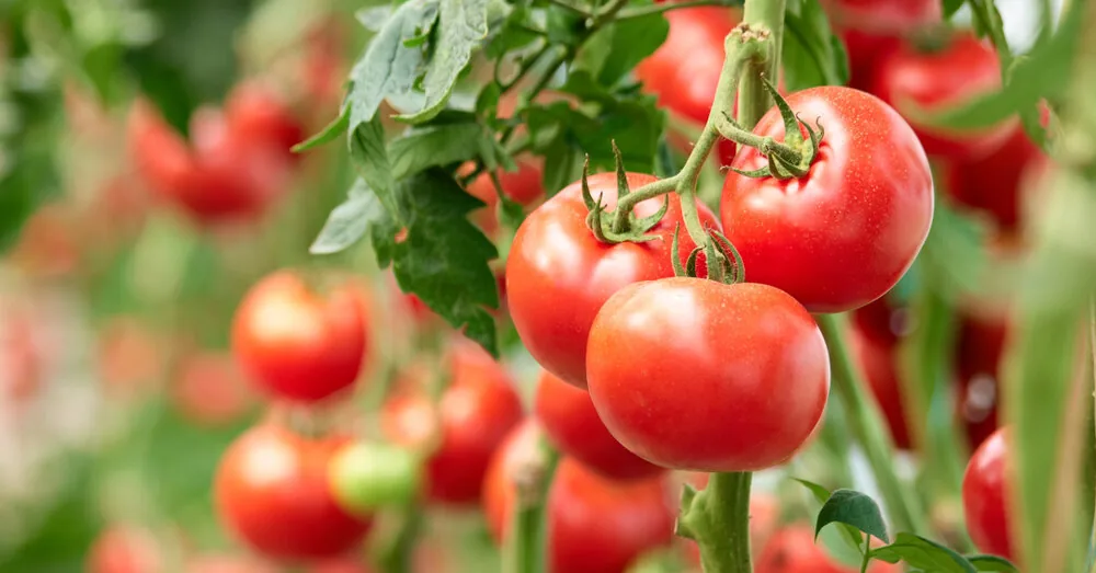 Gardeners went wild: everyone repeats this tip from TikTok for sweeter tomatoes, but it is wrong